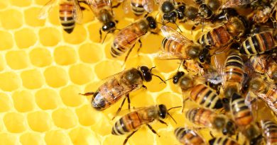 pszczoły robiące miód